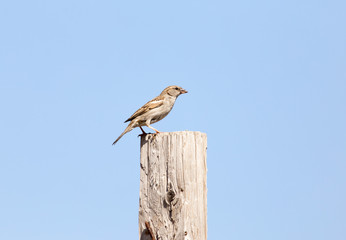 Photo of a bird sparrow sitting on a log against the sky