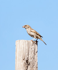 Photo of a bird sparrow sitting on a log against the sky