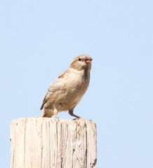 Photo of a bird sparrow sitting on a log against the sky