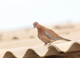 dove on the edge of the roof