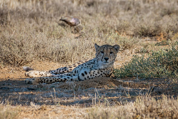 Juvenile Cheetah