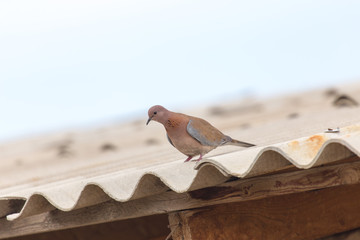 Obraz premium dove on the edge of the roof