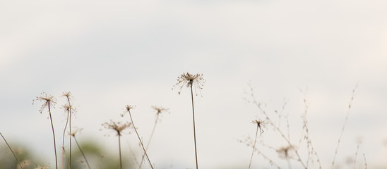background of wild dry grass on the field