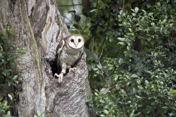 masked owl