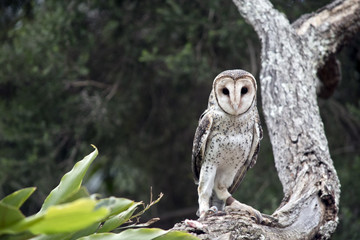 Obraz premium masked owl