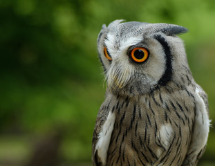 whiteface scops owl
