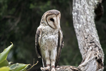 masked owl
