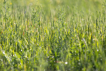 Bright field, background of spring wild grass