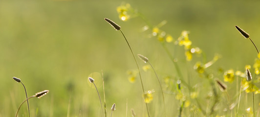 Bright field, background of spring wild grass
