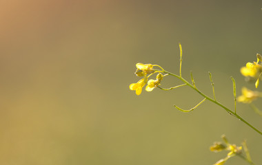 Bright field, background of spring wild grass