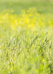 Bright field, background of spring wild grass