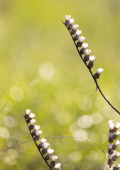 Beautiful dried field flowers, meadow flowers on a green background in the morning time