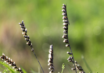 Beautiful dried field flowers, meadow flowers on a green background in the morning time