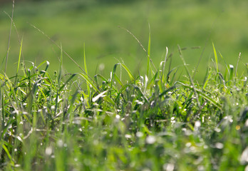 Dew on the grass on a sunny spring morning shining in the background