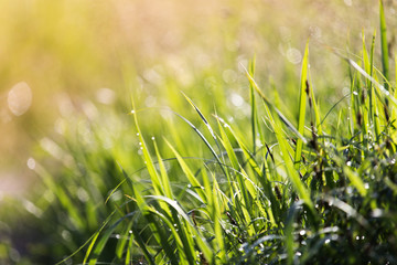 Dew on the grass on a sunny spring morning shining in the background
