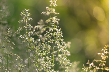 Dew on the grass on a sunny spring morning shining in the background