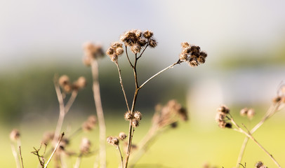 background of wild dry grass on the field