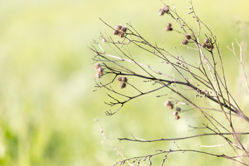 Beautiful dried field flowers, meadow flowers on a green background in the morning time