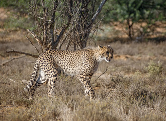 Juvenile Cheetah Stalking