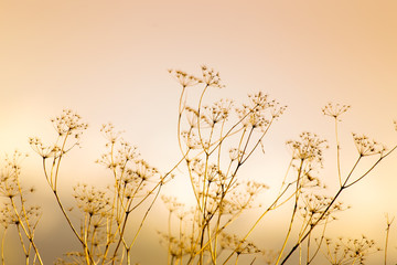 background of wild grass on the field against sunset