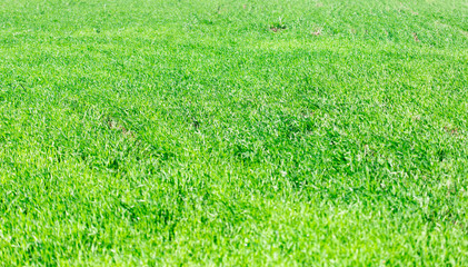 Obraz premium background of green grass