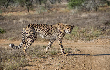 Juvenile Cheetah