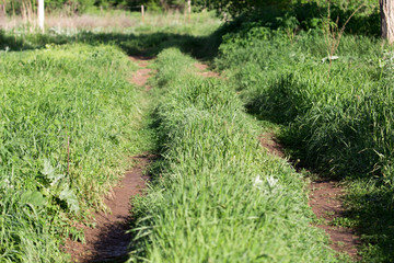 spring, rural road along the edges of fields of dense green grass