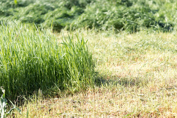 spring, long grass covers the ground