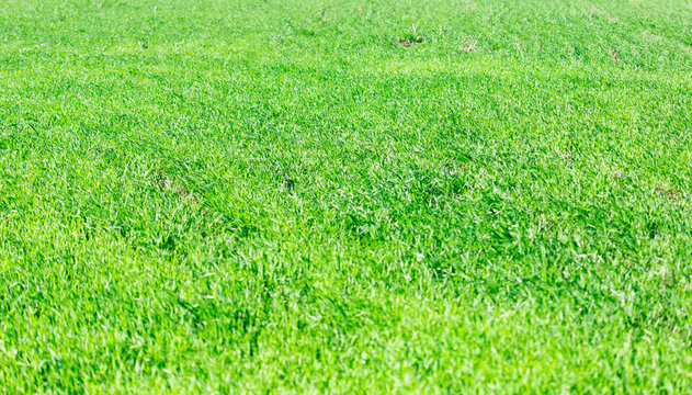 background of green grass