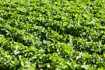 Strawberry Field rows
