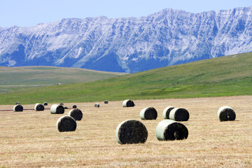 Bale Rolled Hay Field Alberta