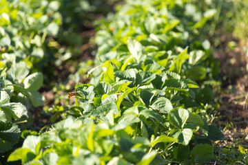 Strawberry Field rows