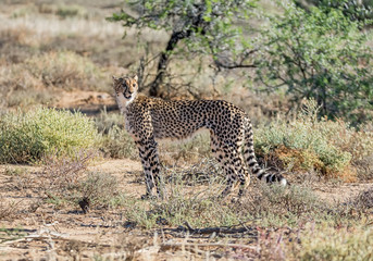 Juvenile Cheetah