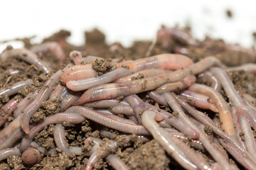 A huge number of earthworms for fishing