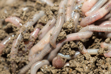 A huge number of earthworms for fishing