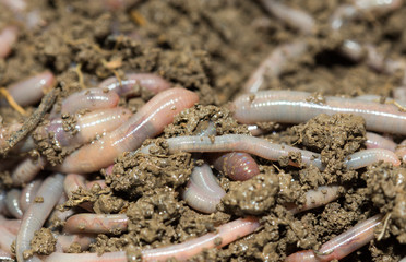 A huge number of earthworms for fishing