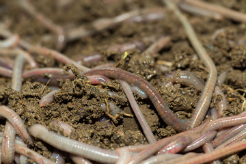A huge number of earthworms for fishing