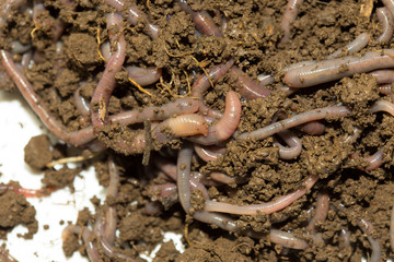 A huge number of earthworms for fishing