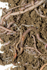 A huge number of earthworms for fishing