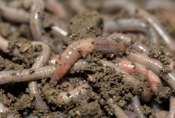 A huge number of earthworms for fishing