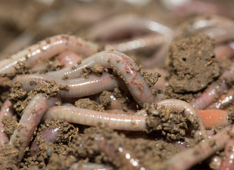 A huge number of earthworms for fishing