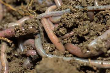 A huge number of earthworms for fishing