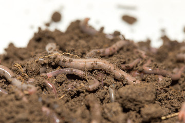 A huge number of earthworms for fishing