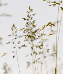Bright field, background of spring wild grass