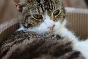 Portrait of a Sleepy Domestic Cat 