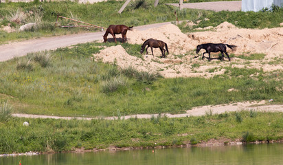 three horses come home