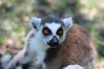 Portrait of a Ring Tail Lemur 