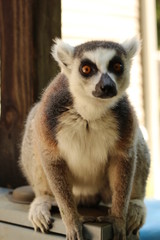 Obraz premium Ring Tail / Tailed Lemur of Madagascar 