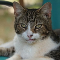 Portrait of a Cat with Green Eyes 