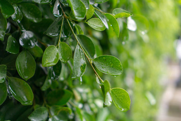Green leaves pattern​ background.